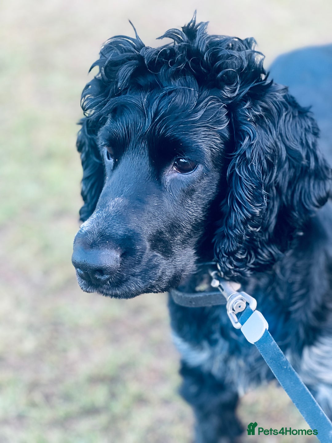 Cocker Spaniel dogs for stud: Blue roan show cocker spaniel for stud  - Image 2