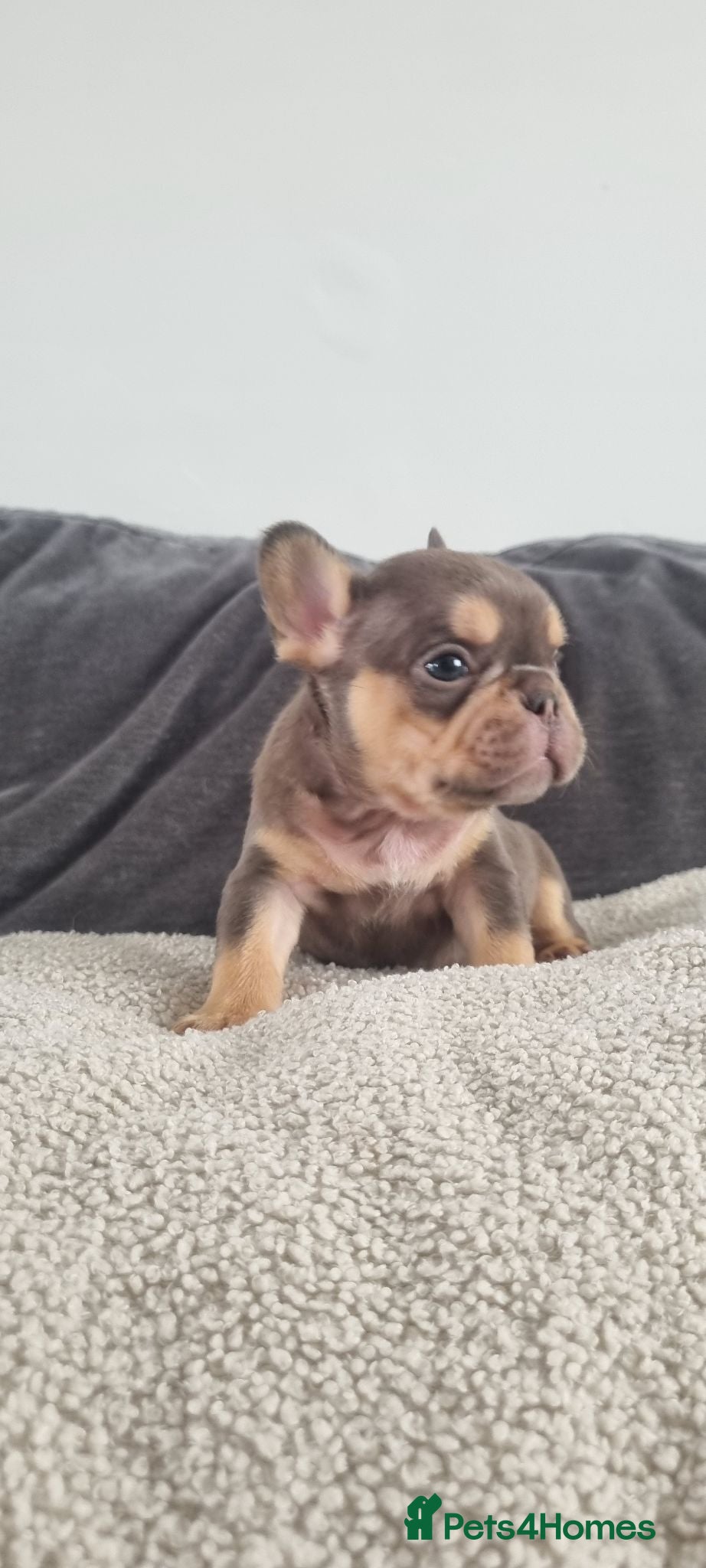 French Bulldog dogs Chocolate French Bulldog puppies - Advert 2