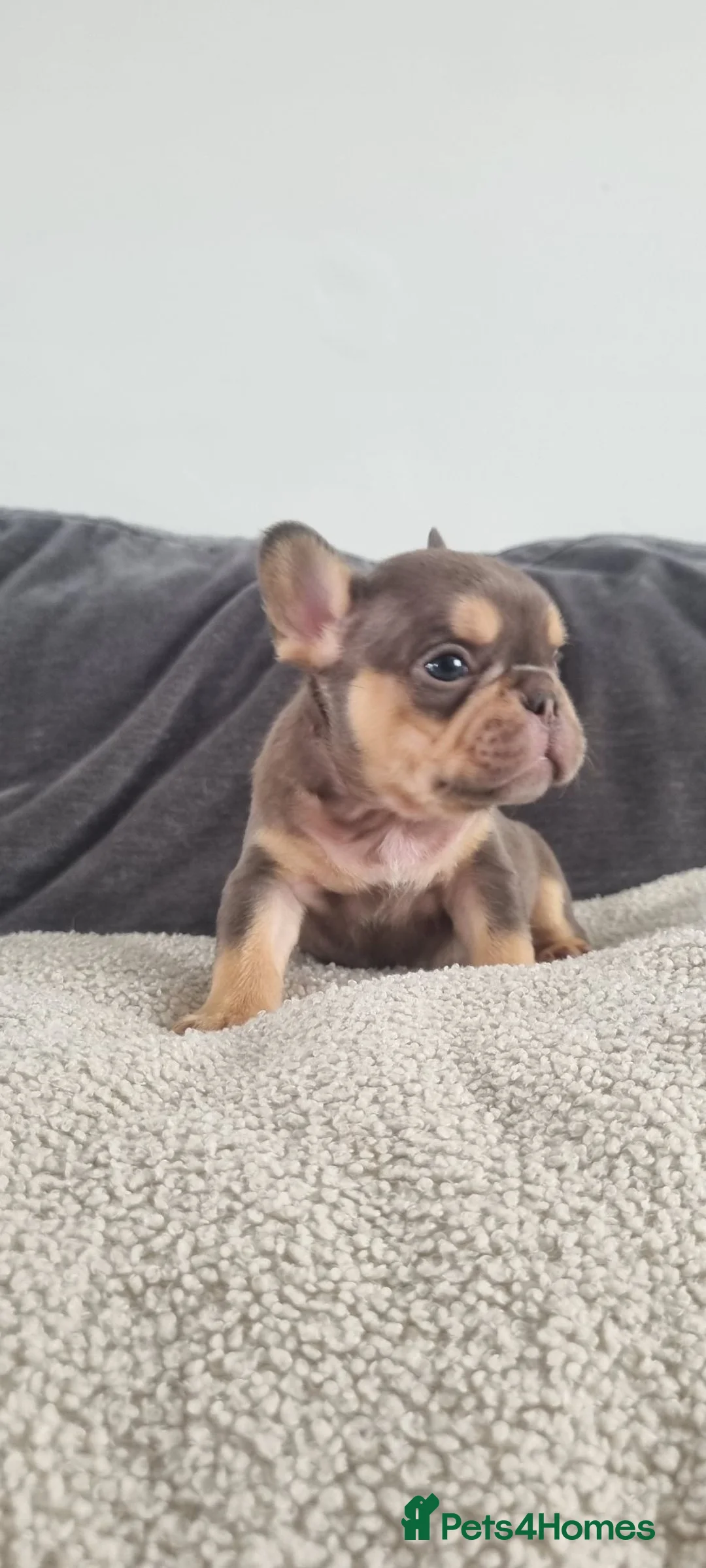 French Bulldog dogs for sale: Chocolate French Bulldog puppies - Advert 2