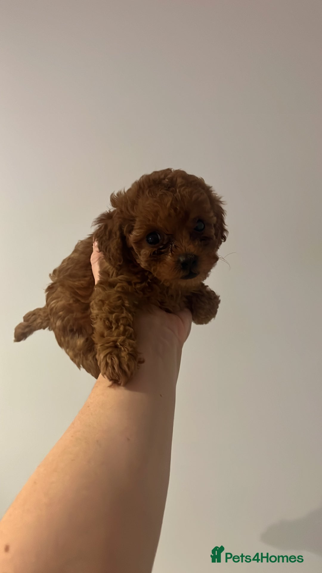 Toy Poodle dogs for sale: Teddy bear red asian/toy poodle puppies 🧸  - Advert 9