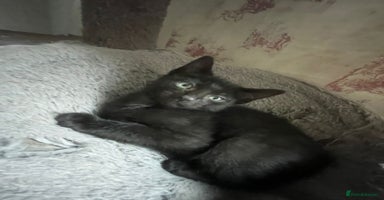 Dwelf cats - Advert 4