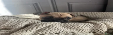 French Bulldog 7