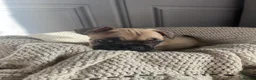 French Bulldog dogs for sale: Cute chunky frenchie babies - Advert 10
