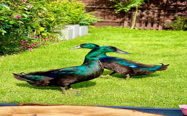 Ducks poultry - Advert 1