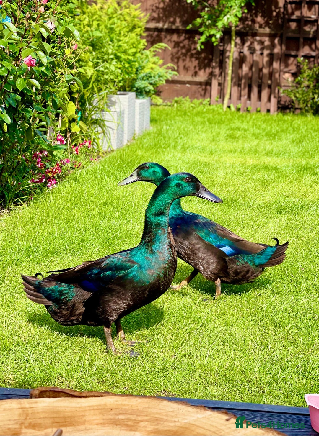 Ducks poultry for sale: Cayuga ducks - Image 1