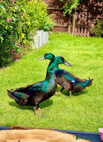 Ducks poultry - Advert 2