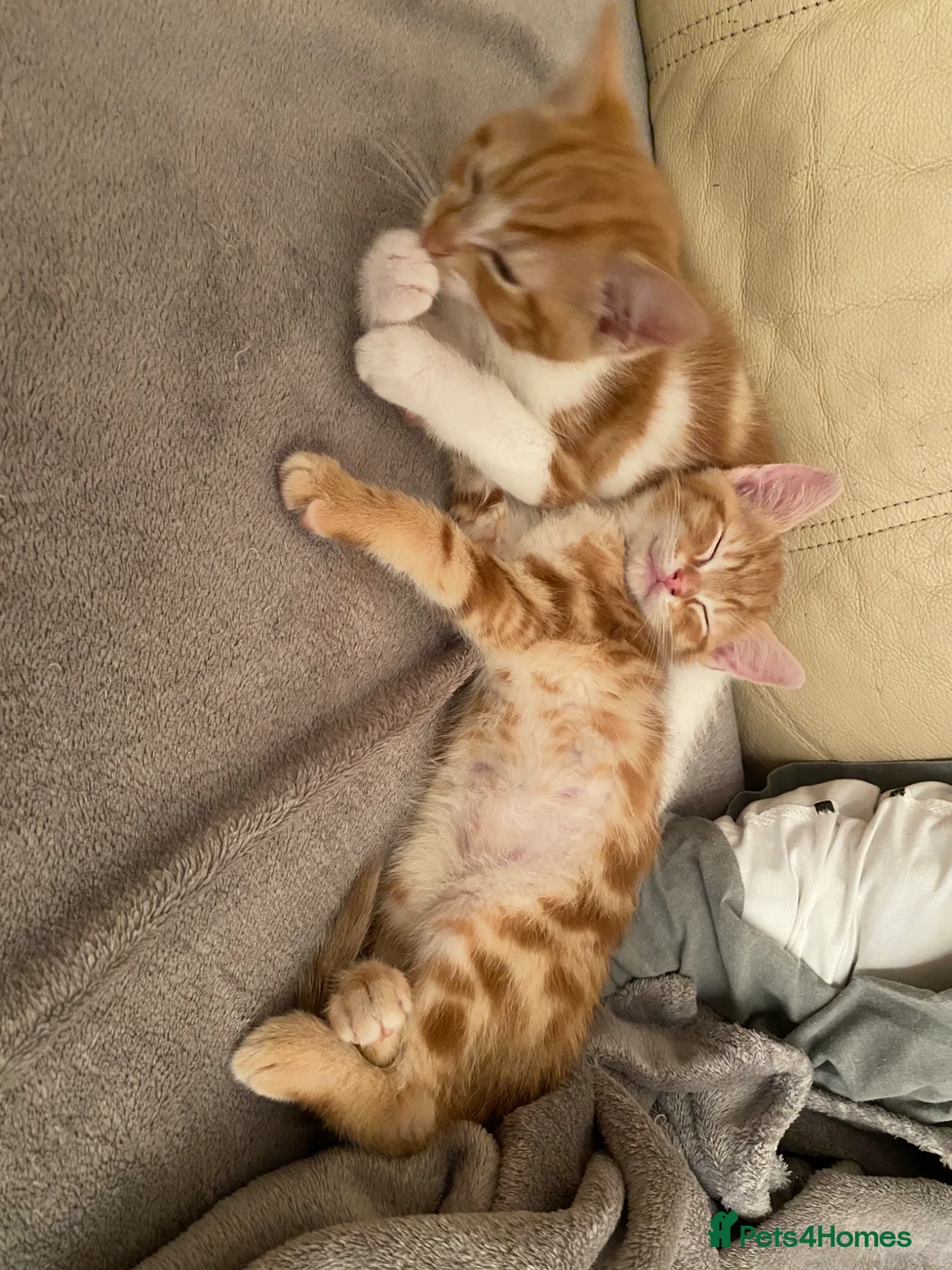 Mixed Breed cats for sale: KITTENS: 3 ginger males and one black white female in Manchester - Advert 16