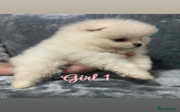 Pomeranian dogs for sale: Teddy bear optic white Pomeranians puppies - Advert 11