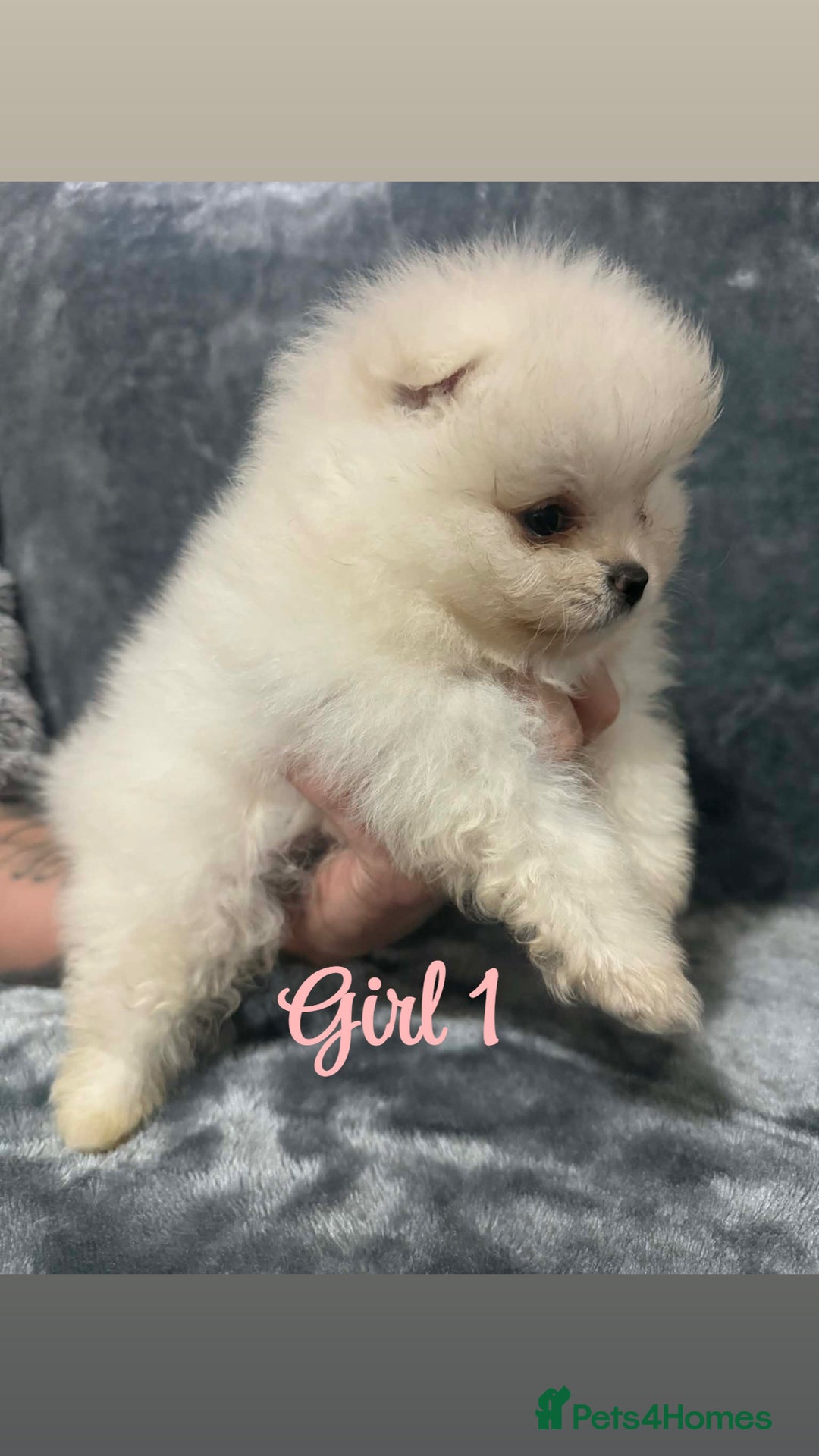 Pomeranian dogs for sale: Teddy bear optic white Pomeranians puppies - Advert 11