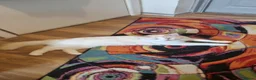 Ragdoll cats for sale: Flame point Ragdoll boy - Advert 7