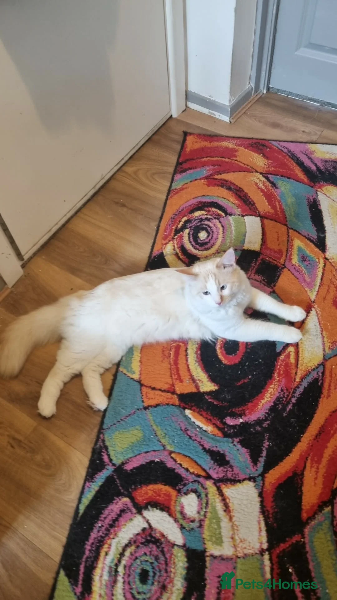 Ragdoll cats for sale: Flame point Ragdoll boy - Advert 7