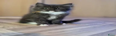 Mixed Breed Kitten 4