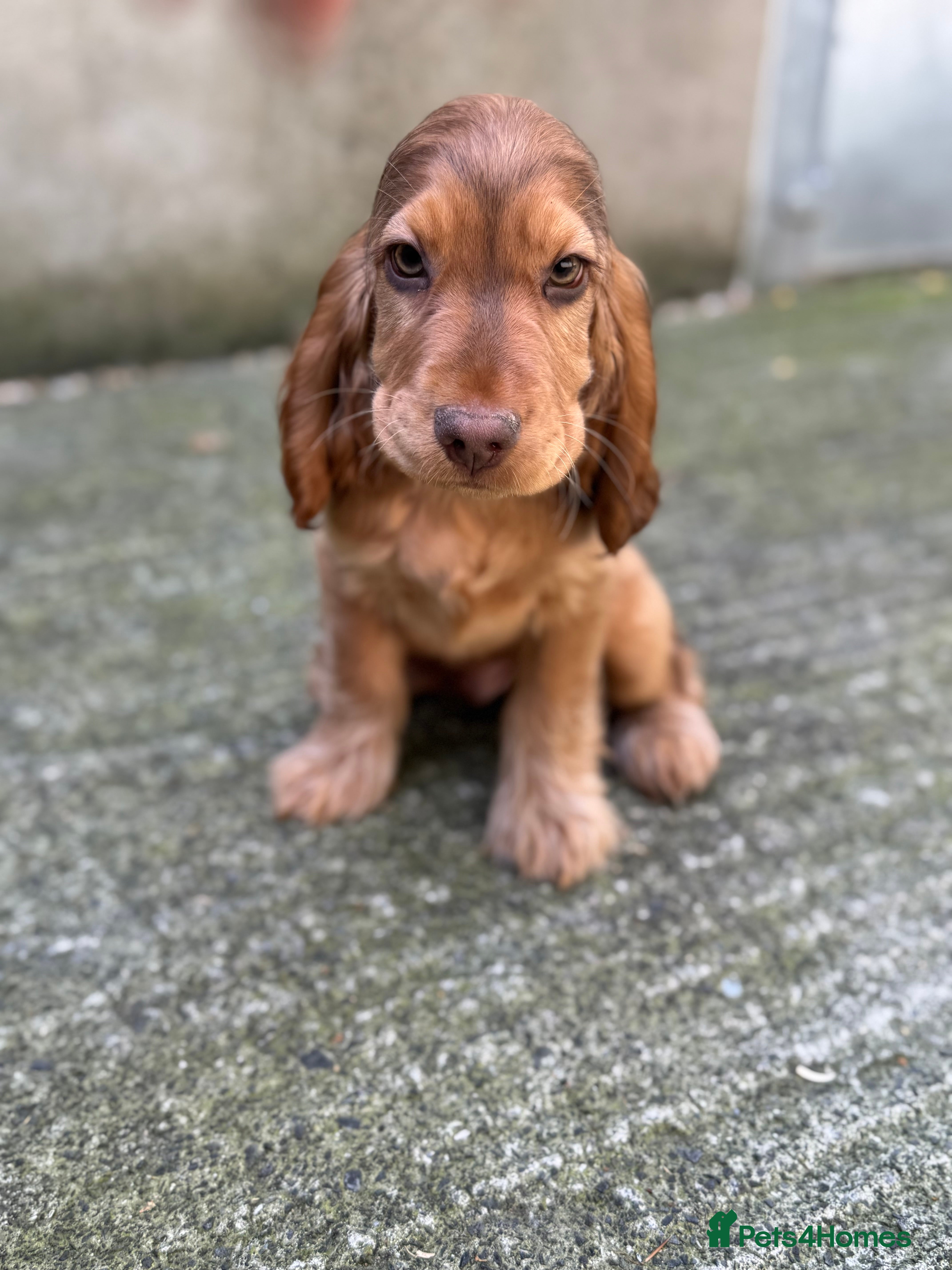 Cocker Spaniel dogs Health tested, KC reg show Cocker Spaniels - Advert 2