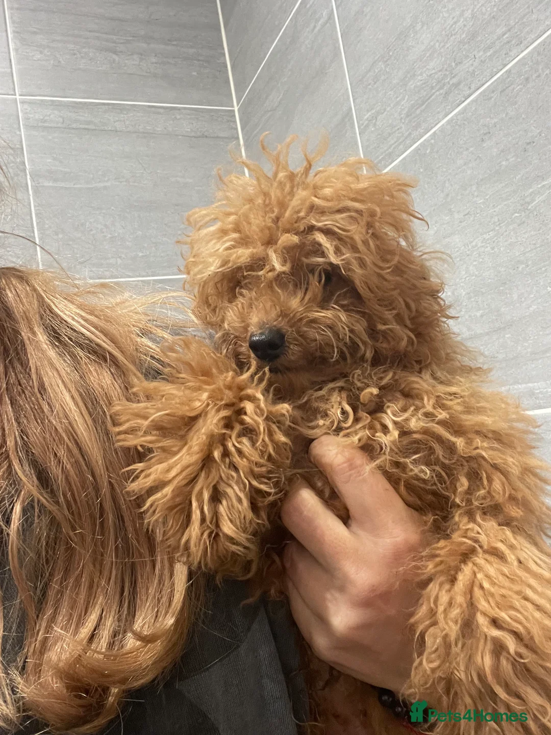 Toy Poodle dogs for sale: 🧸Stunning kc red tiny toy poodles mini bears 🧸  - Advert 16