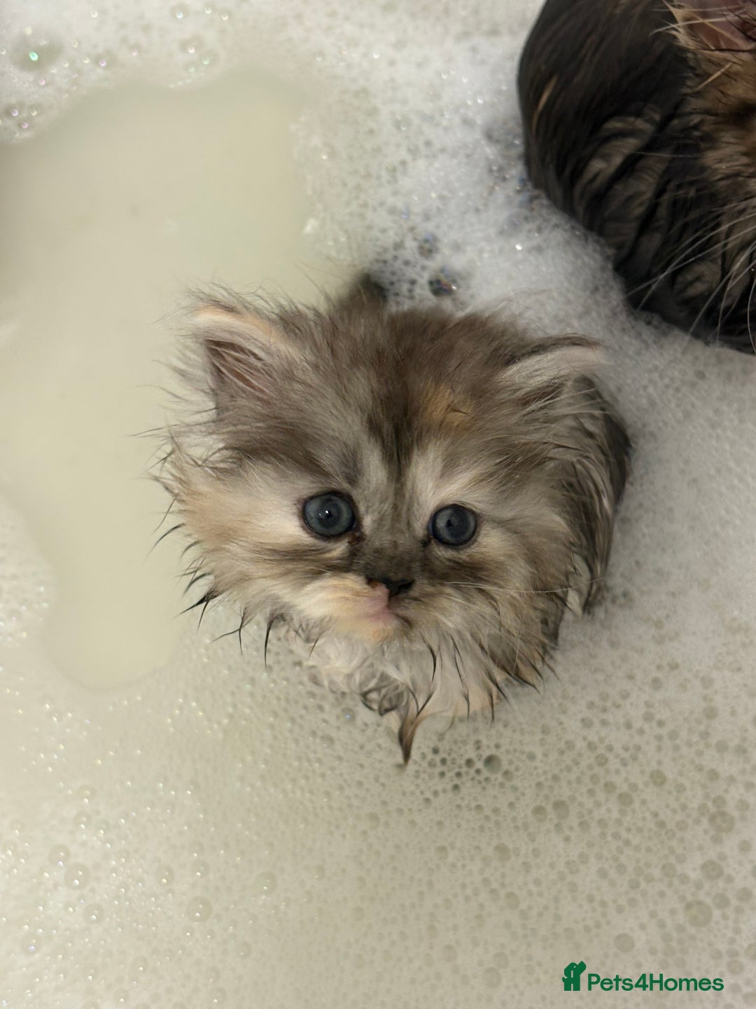 Munchkin cats for sale: Munchkin kittens  - Advert 18