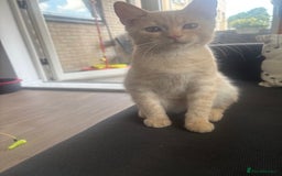 Mixed Breed cats for sale: Beautifully natured boy kitten ❤️ - Image 2