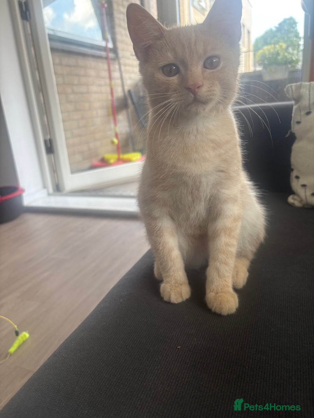Mixed Breed cats for sale: Beautifully natured boy kitten ❤️ - Image 2