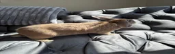 Mixed Breed rabbits for sale: Rabbit  in Blakeney - Advert 4