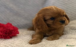 Cavalier King Charles Spaniel dogs for sale: KC REG, HEART, EYE AND DNA TESTED PARENTS - Image 12