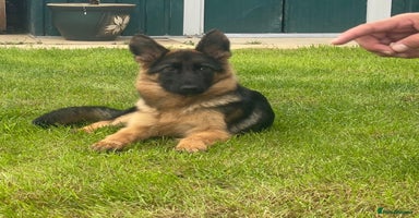 German Shepherd dogs - Advert 4