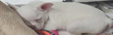 French Bulldog 6