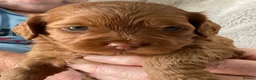 Cockapoo dogs for sale: Tiny Asian poodle cross pups teddy bear cute faces in Peacehaven - Advert 11