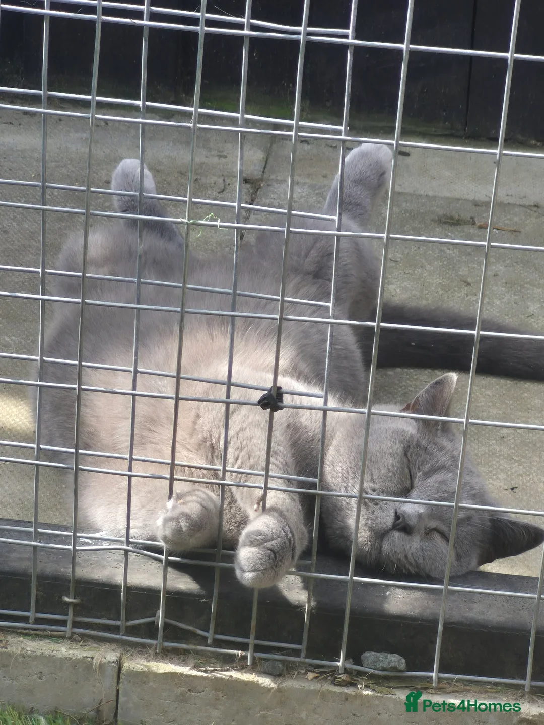 British Shorthair cats for sale: Beautiful British Blue Shorthair - Advert 2