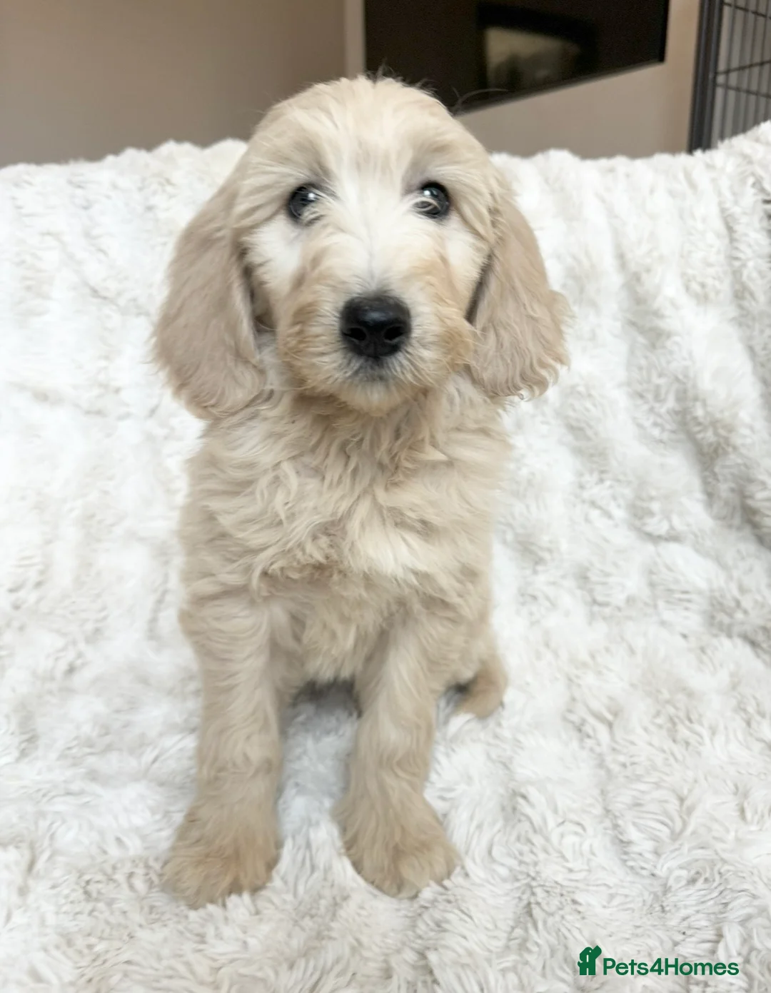 Goldendoodle dogs for sale: Big chunky doodles looking for homes  - Advert 16