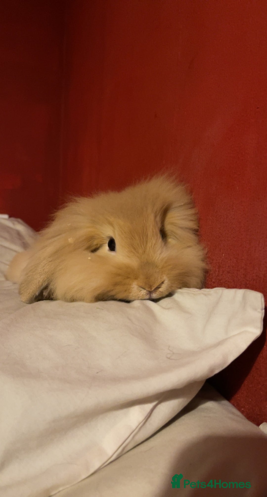 English rabbits for sale: Male Rabbit  - Image 2