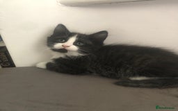 Mixed Breed cats for sale: Adorable Kittens for sale! - Image 3