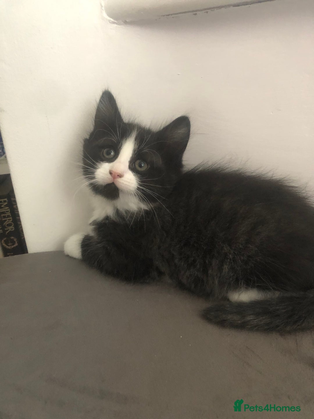 Mixed Breed cats for sale: Adorable Kittens for sale! - Image 3