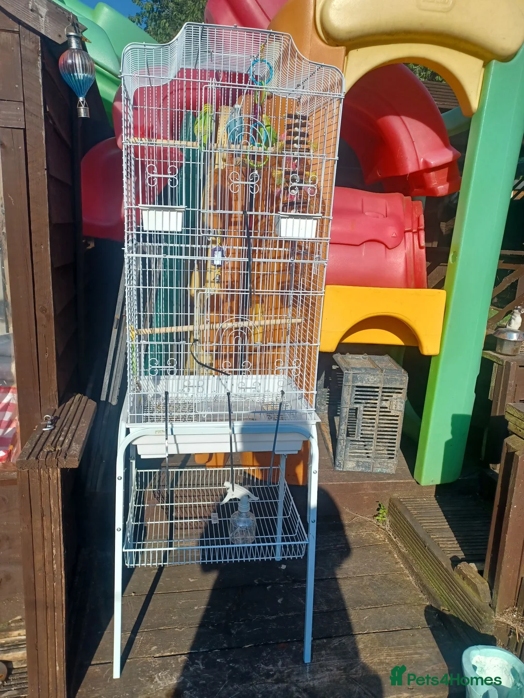 Budgerigars birds for sale: Male budgie and cage 1 pair of budgies  in Wakefield - Advert 3