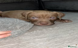 American Bully dogs for sale: Male American bully - Image 6