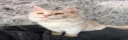 Maine Coon cats for sale: Maine coon  - Advert 15