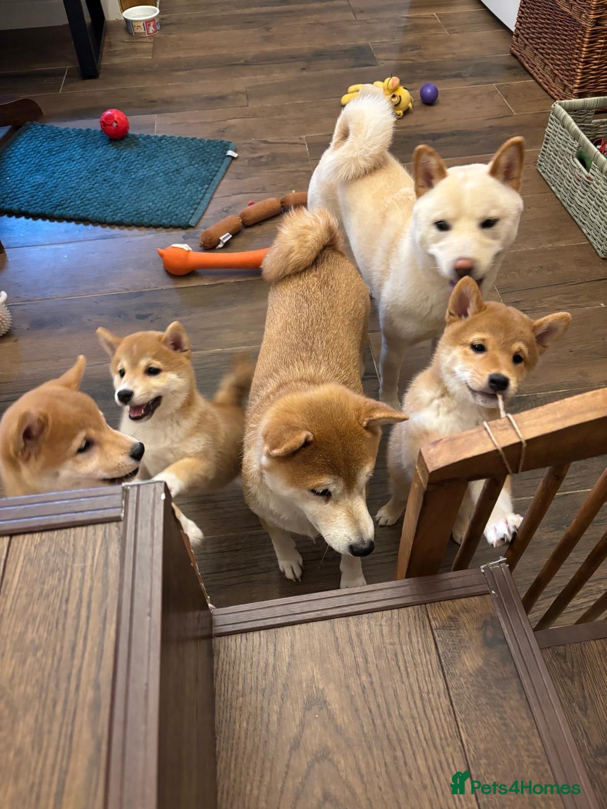 Japanese Shiba Inu dogs KC REGISTERED SHIBA INU RED PUPPIES FOR SALE - Advert 4