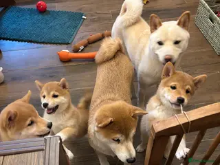 Japanese Shiba Inu dogs KC REGISTERED SHIBA INU RED PUPPIES FOR SALE - Advert 2