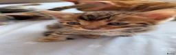 Bengal cats for sale: Beautiful Bengal Kittens🤎 in London - Advert 14