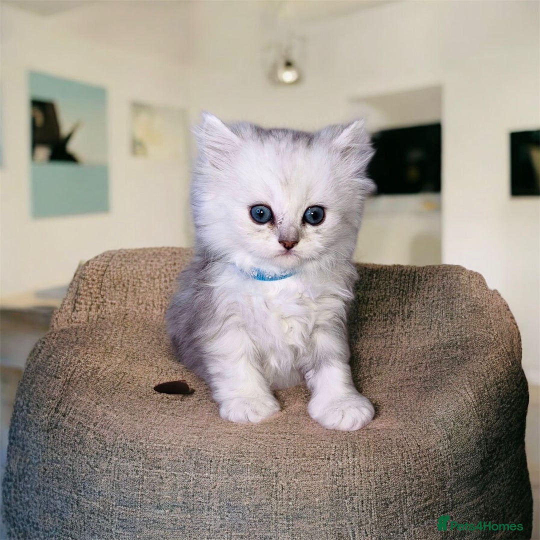 Persian cats for sale: Lucky Baby Boy💙 - Image 8