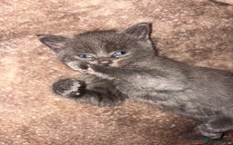 Domestic Shorthair cats for sale: Beautiful Litter of 4 Kittens - Image 5