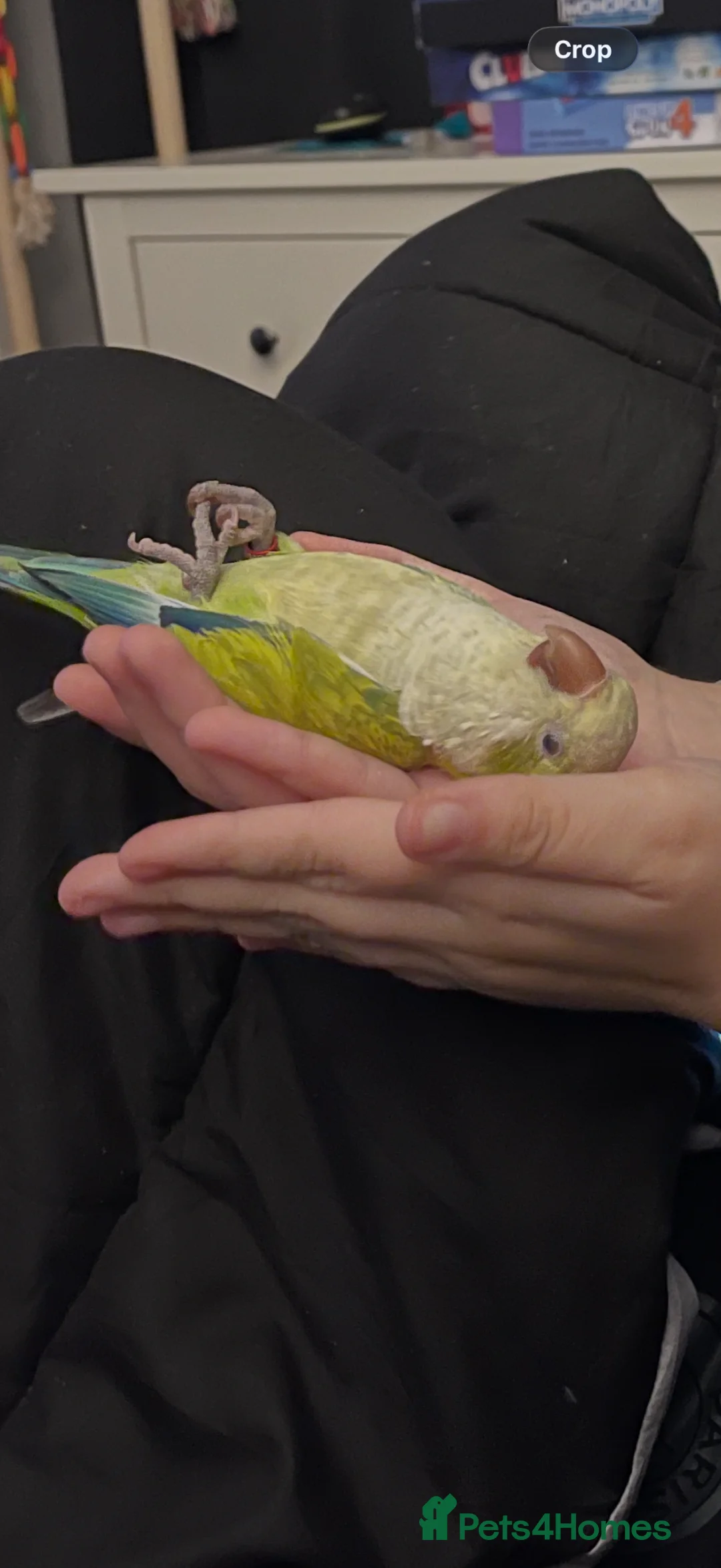 Parrots birds for sale: Beautiful Pallid Quaker in Eastleigh - Advert 2