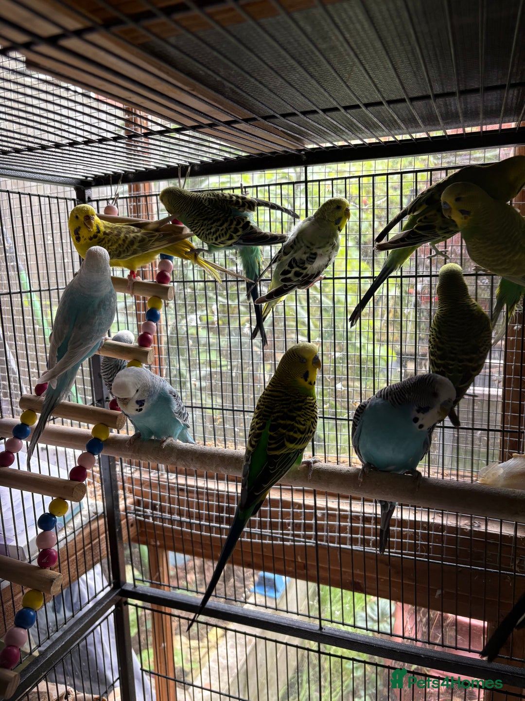 Budgerigars birds for sale: Budgies, mixed colours and sexes  - Image 5
