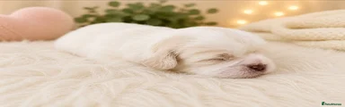 Shih Tzu Puppy 1