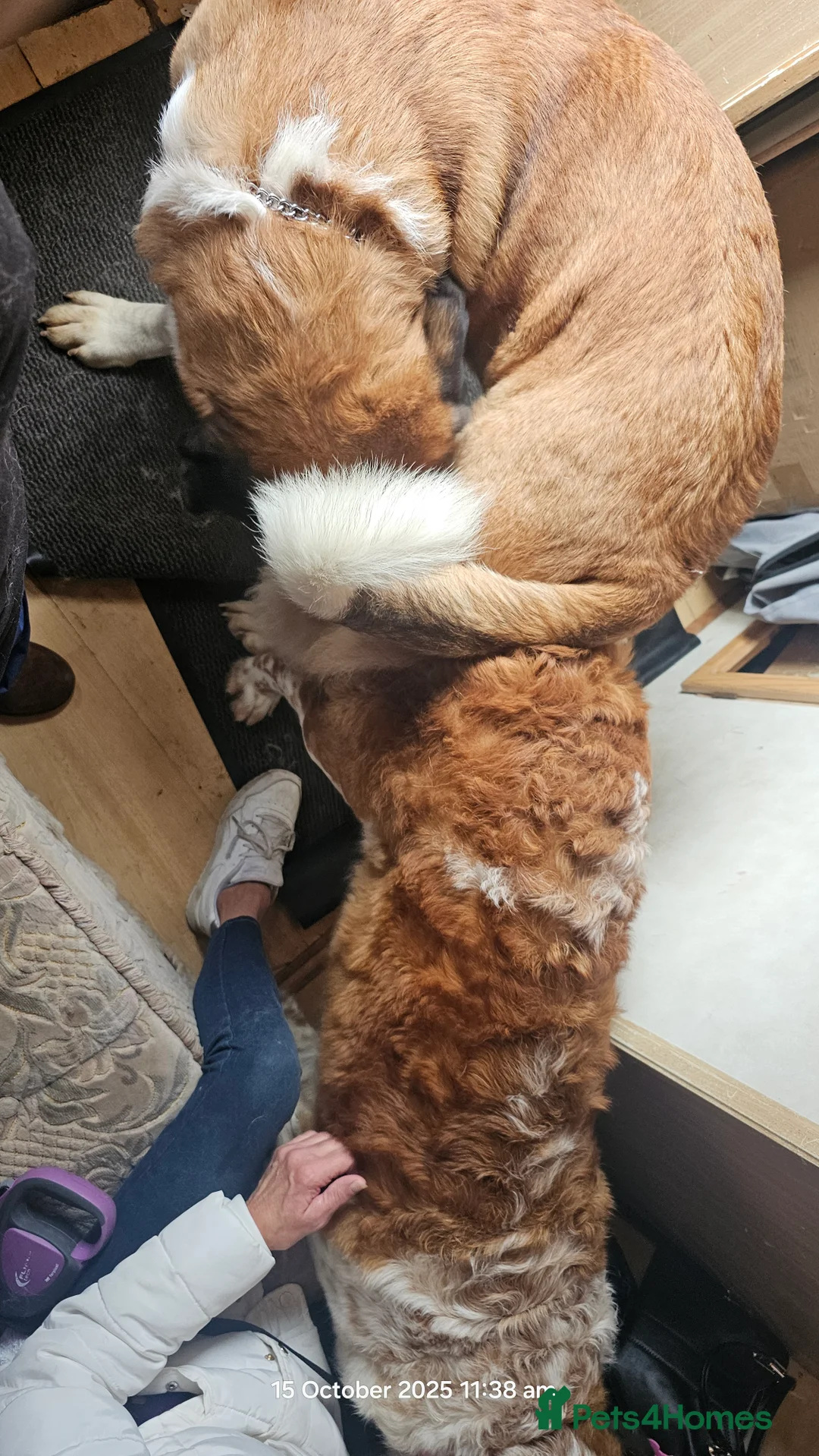 Saint Bernard dogs for stud: Kc reg PROVEN Saint bernards for stud  - Advert 7