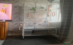 Parakeets birds for sale: 2 African Ringneck Parakeets - Image 4
