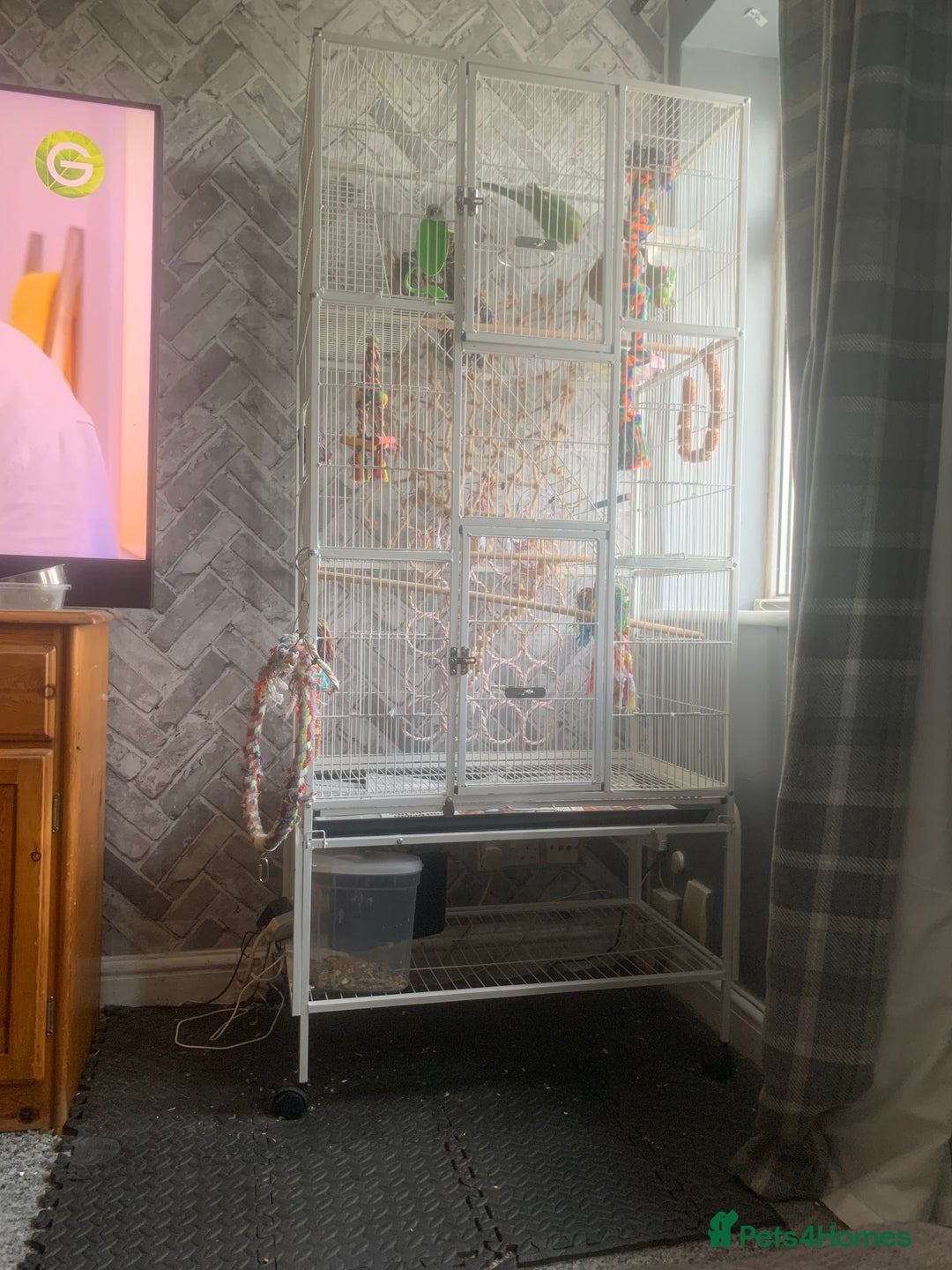 Parakeets birds for sale: 2 African Ringneck Parakeets - Image 4