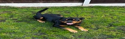 Rottweiler dogs for stud: 2.5 year old Rottweiler for stud  - Advert 4