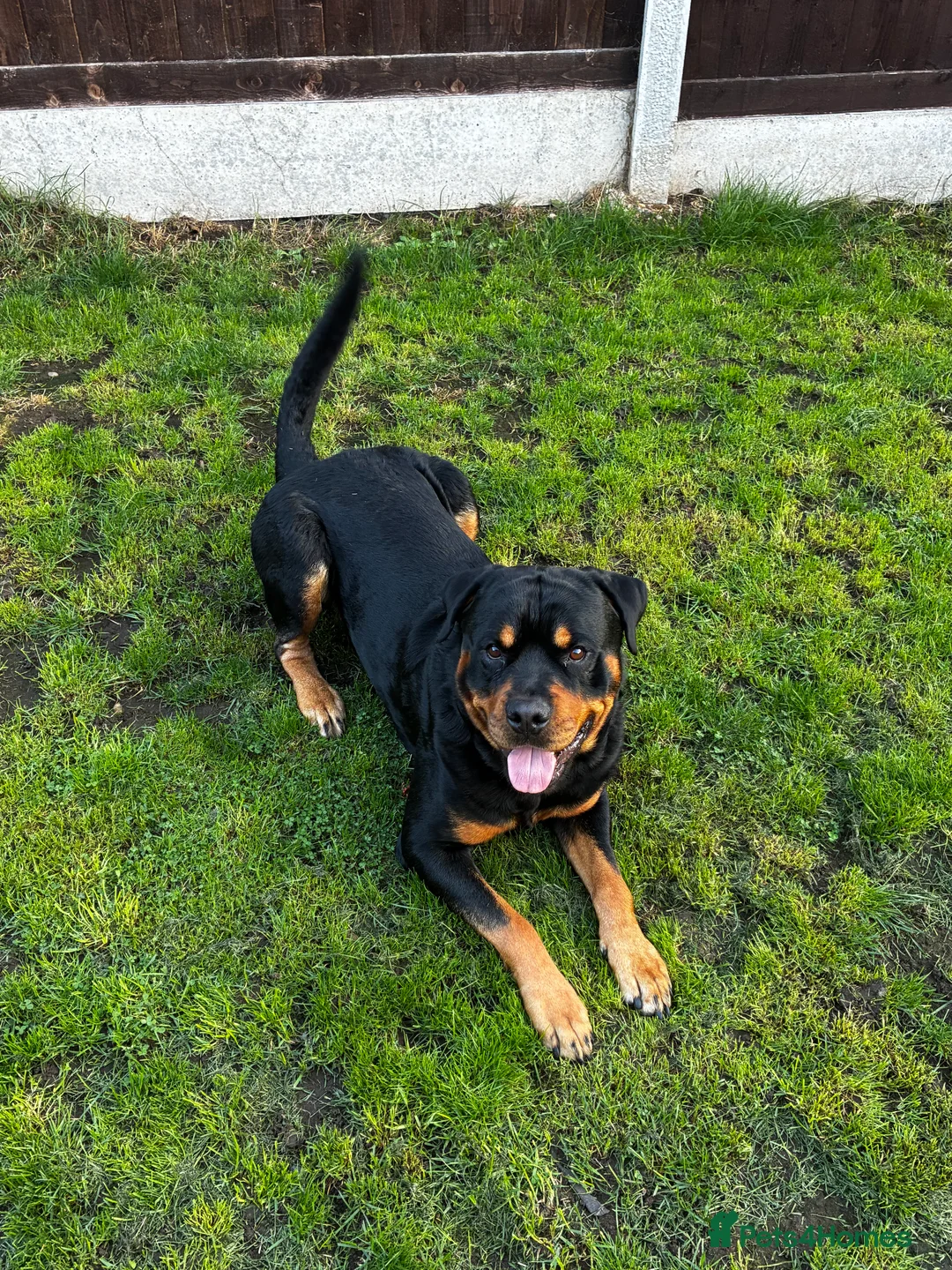 Rottweiler dogs for stud: 2.5 year old Rottweiler for stud  - Advert 4