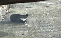 Mixed Breed cats for sale: Female cat ******  - Image 5