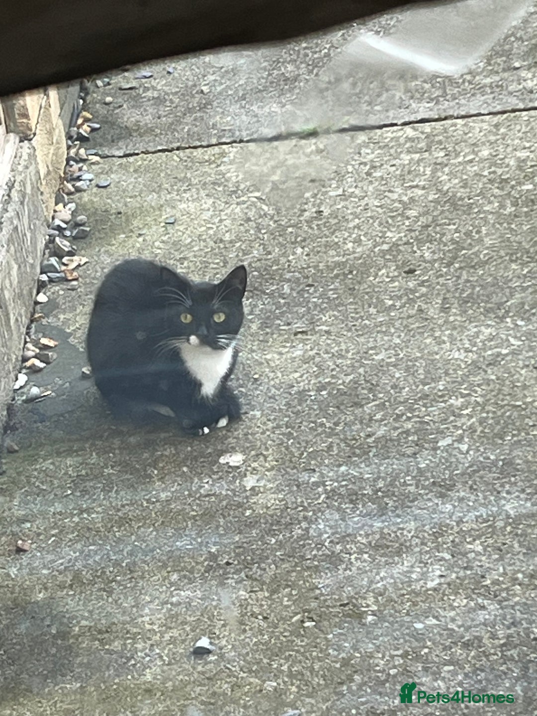 Mixed Breed cats for sale: Female cat ******  - Image 5