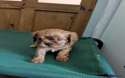 Cavalier King Charles Spaniel dogs for sale: Stunning Deep Ruby Cavalier king Charles puppies  - Image 23